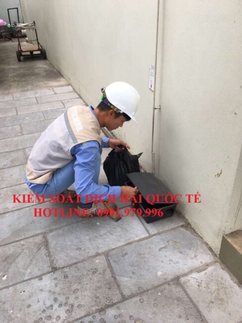 Diet-chuot-tai-ha-long